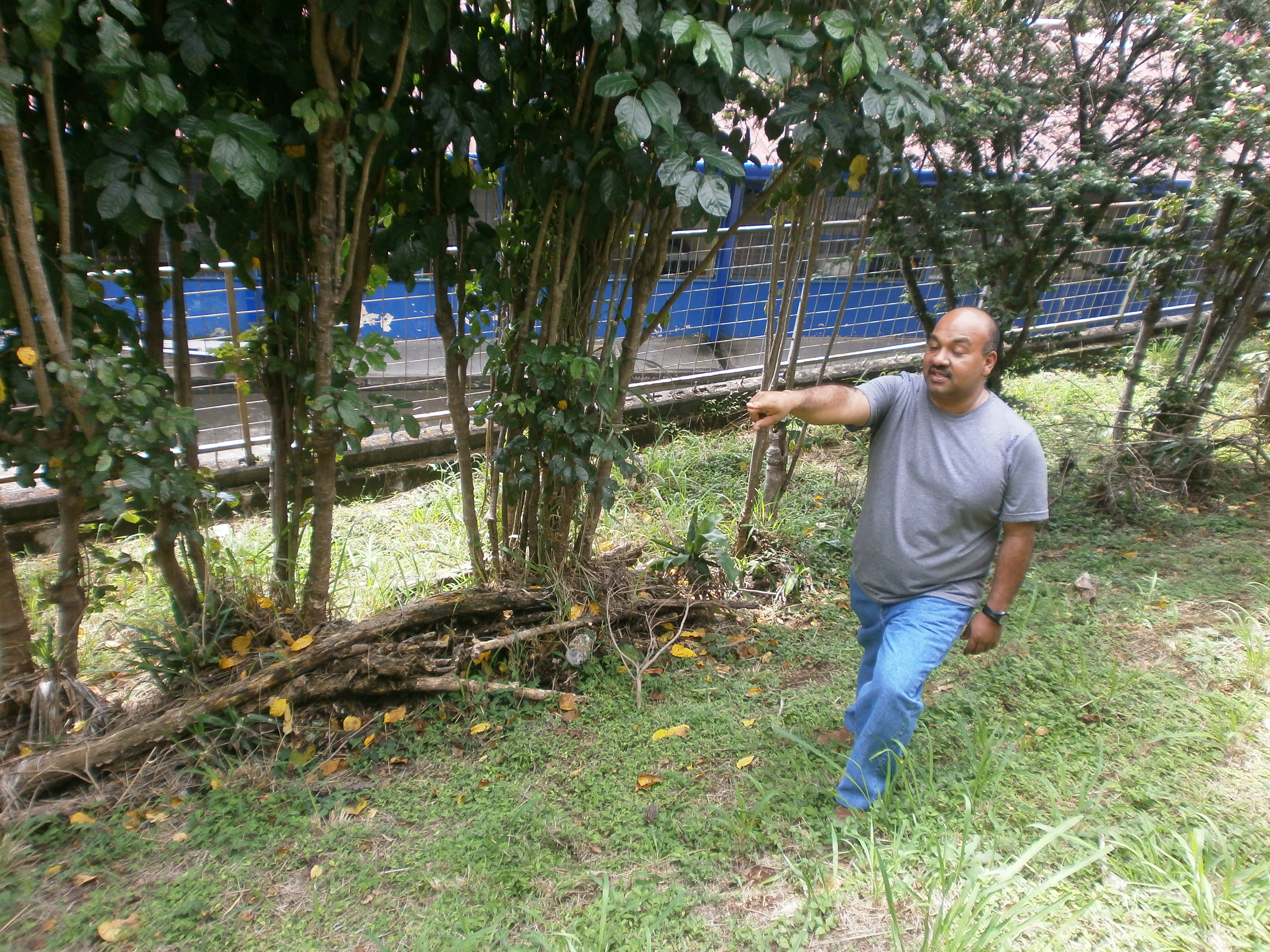 El profe Roberth Villafuerte enseñando la disposición de los árboles en el futuro Bosque Experimental Bonawa.
