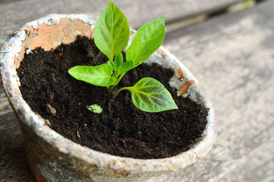 El compost puede ser utilizado en las plantas del jardín o huerta.