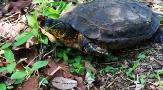 En el juicio mencionado en el artículo de opinión, testigos declararon que tortugas como esta fueron atropelladas luego del drenaje del humedal.