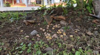 Frente al Club Campestre Español fue uno de los sectores donde se encontró veneno