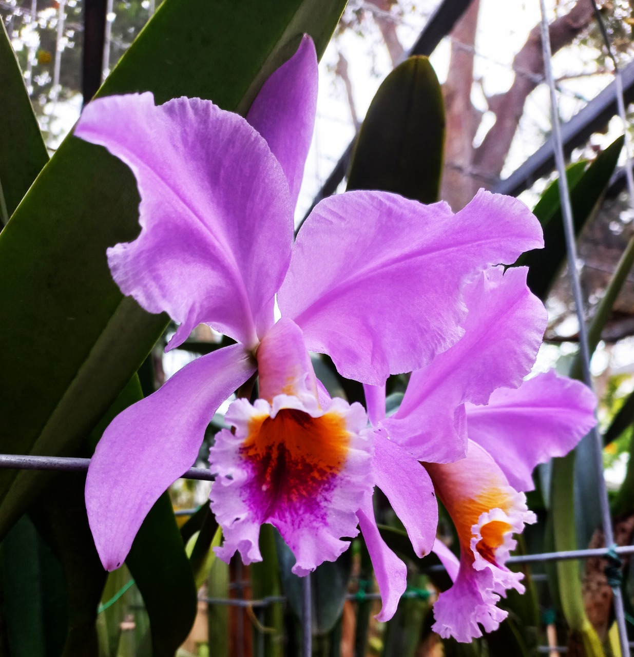 Don Guillermo también nos mostró el vivero que tiene en su casa, con estas hermosas orquídeas, las cuales están a la venta.