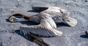 Evento reportado en aves silvestres del Caribe no afecta la exportación de productos avícolas, aseguró SENASA.