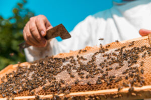 En mayo, se realizará el curso sobre apicultura.