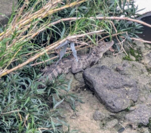 Expertos aseguran que animal se encontraba en cautiverio. Foto de Manuel Zumbado Corrales.