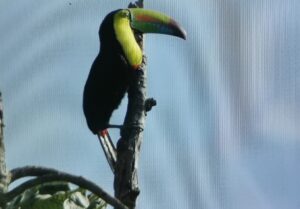 Tucán pico iris (Ramphastos sulfuratus) Ubicación: La Labor Reportado por: Daniel Garrigues.