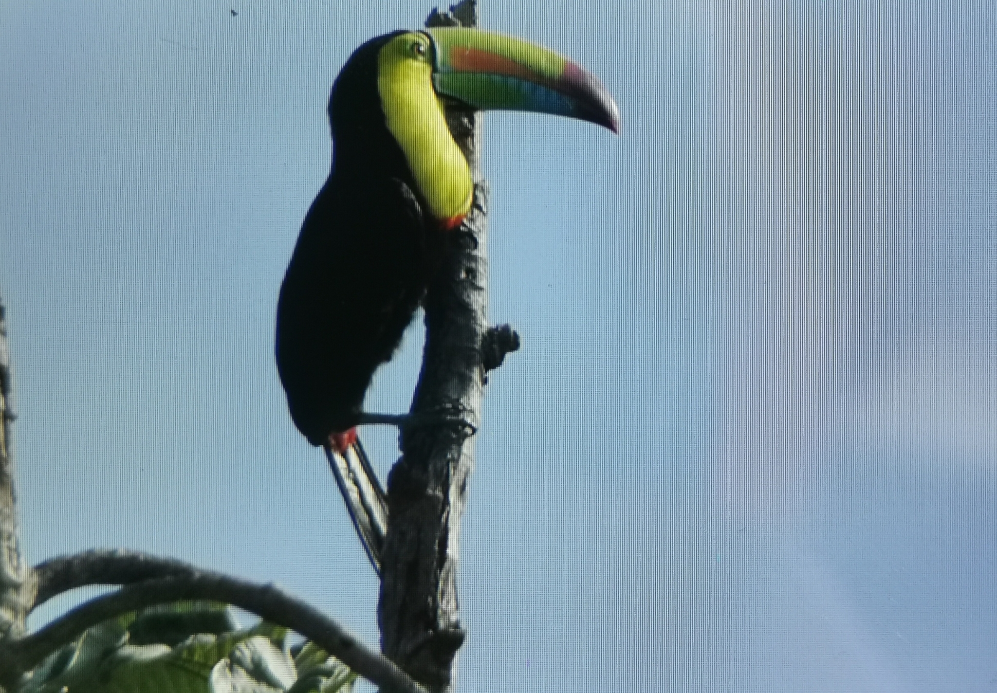 Tucán pico iris (Ramphastos sulfuratus) Ubicación: La Labor Reportado por: Daniel Garrigues.