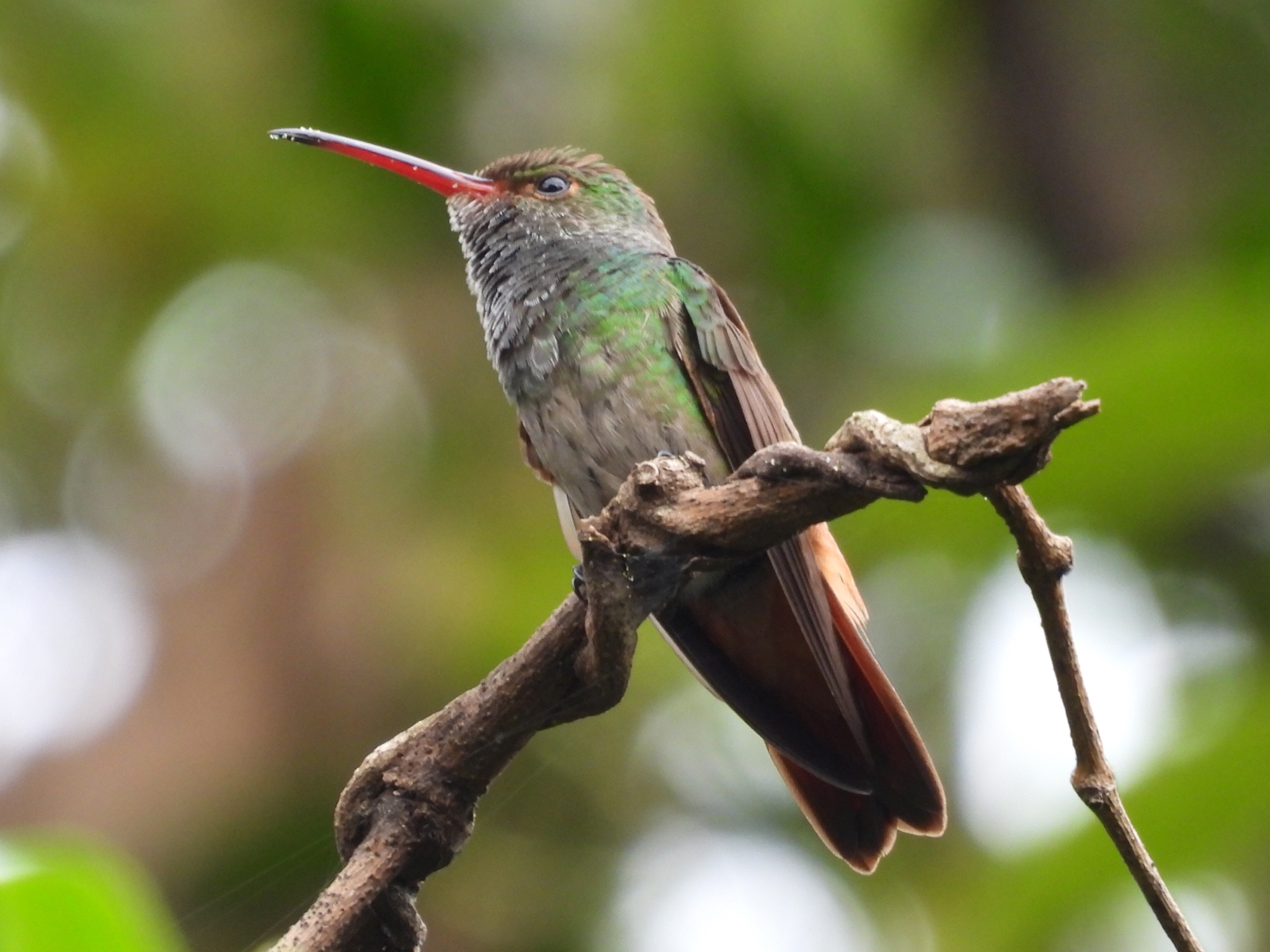 Colibrí canelo (Amazilia tzacatl) Ubicación: La Labor Reportado por: Daniel Garrigues.