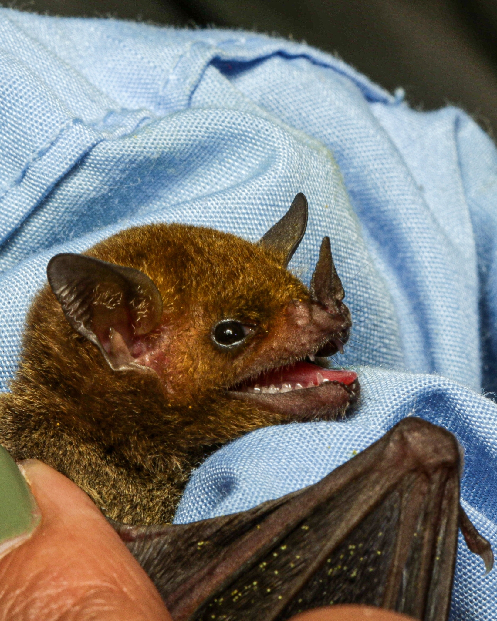 Murciélago de lengua larga (Glossophaga soricina) Ubicación: Colegio CIT Reportado por: Jeffersom Porras Agüero.