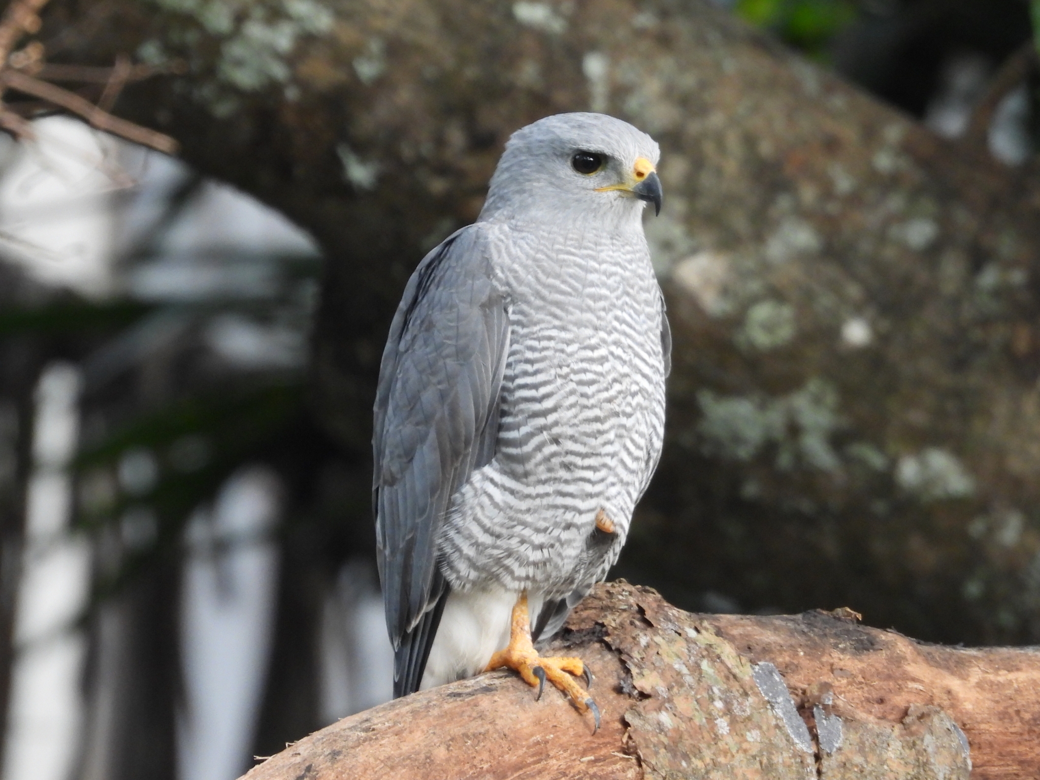 Gavilán gris (Buteo plagiatus) : Ubicación: Cariari Reportado por: Daniel Garrigues.