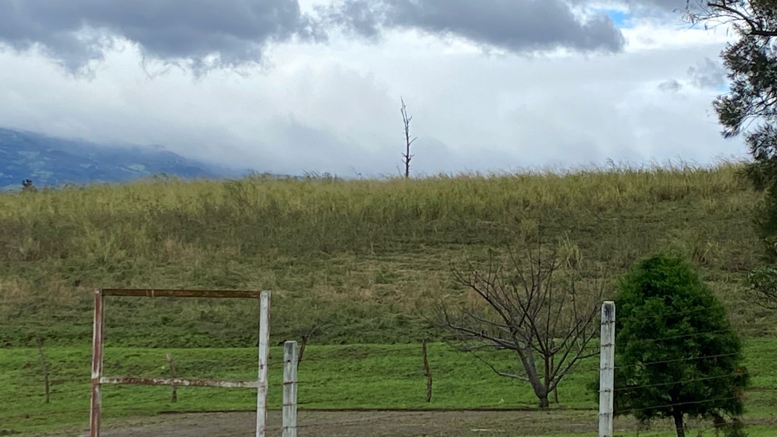 El área donde se pretende construir un condominio en las cercanías de Río Segundo ha sido usada para plantar tomate y, anteriormente, hubo café. Foto: Francisco Rodríguez Oviedo.