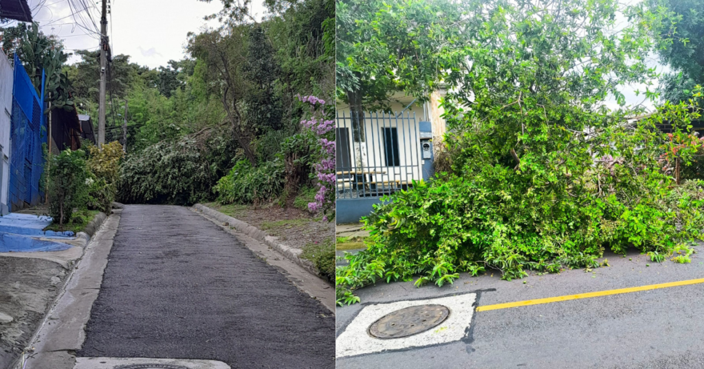 Vecinos reportaron varios árboles caídos. Fotos cortesía.