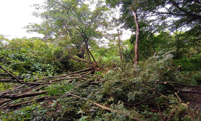 Árboles talados durante la inspección realizada por la Municipalidad.