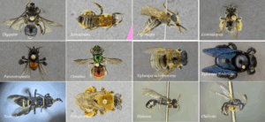 Abejas nativas encontradas durante el estudio. Foto: Daniela Azofeifa y Manuel Zumbado.