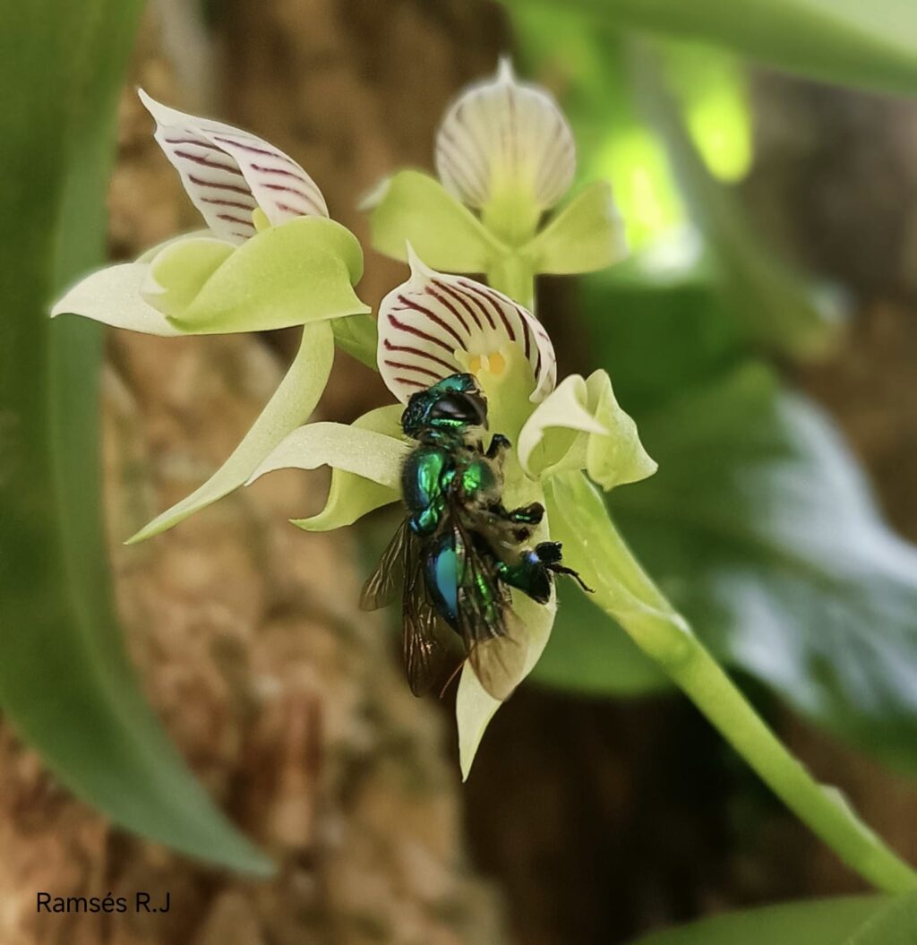 Abeja posando sobre una orquídea. Foto: Joshua Ramsés Rodríguez Rodríguez.