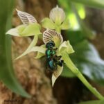 Estudio alerta sobre posible extinción de abejas orquídea en Belén