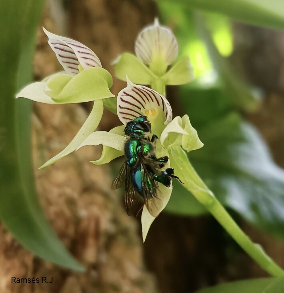 Abeja posando sobre una orquídea. Foto: Joshua Ramsés Rodríguez Rodríguez.
