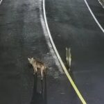 Manada de coyotes es avistada en la urbanización La Ribera