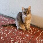 Princesa: la gata belemita que llega a los 20 años este 2026