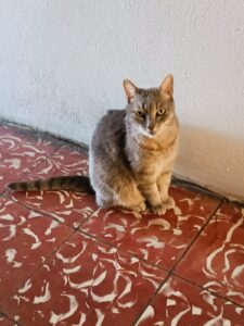 La gata Princesa a sus 20 años. Foto: Luis Pérez.