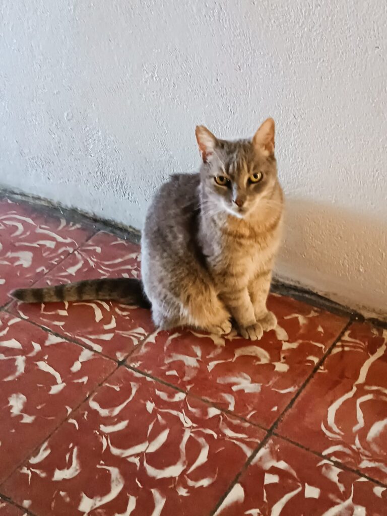 La gata Princesa a sus 20 años. Foto: Luis Pérez.